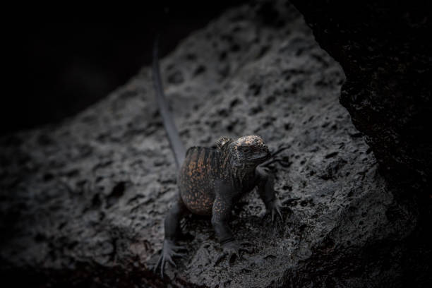 istock Endemic Marine Iguana at Isabella, Galapagos islands 1006238496