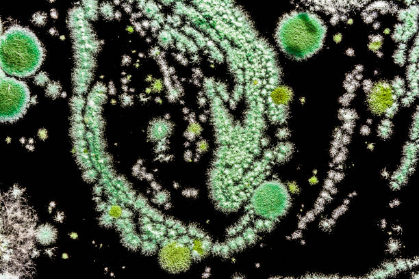 검은 배경에, 추상 그림 성형된 버섯, 생물학 배경으로 만든 녹색 형 - mold petri dish mildew agar jelly 뉴스 사진 이미지