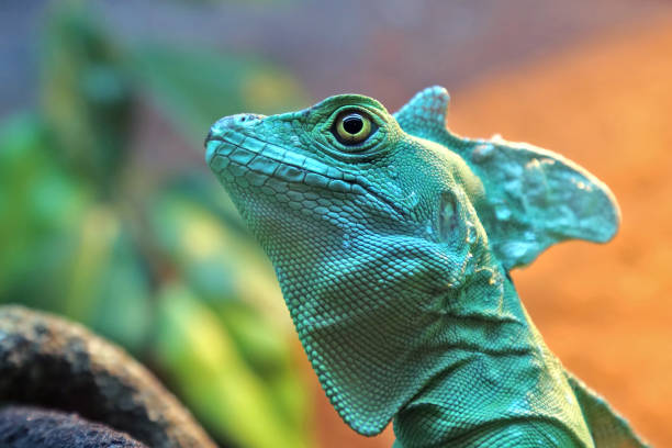 istock portrait basiliscus plumifrons closeup 1006240738