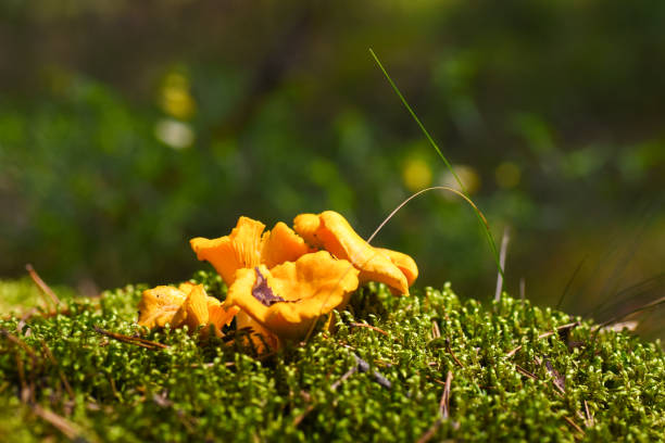 첫 번째 젊은 식용 균 버섯 숲에서 이끼에 성장 - yellow boletus 뉴스 사진 이미지