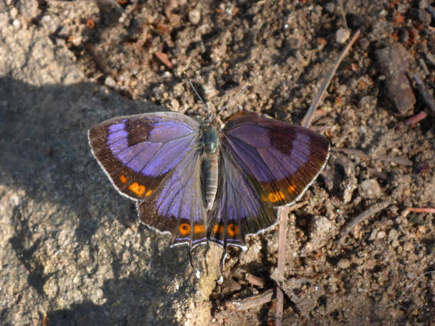 Purple Colorado hairstreak warms on Mount Falcon trail Morrison Colorado Spreading his wings on a Mount Falcon trail, the Colorado state butterfly, a Colorado hairstreak warms himself in the sun on cool summer morning in Morrison. morrison stock pictures, royalty-free photos & images