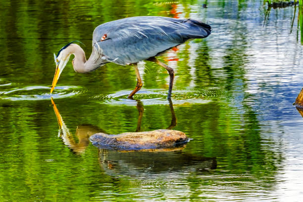 istock Great Blue Heron Pond Vanier Park Vancouver British Columbia Canada 1006241118