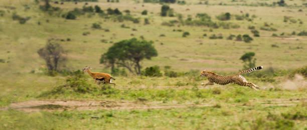 gepard polowania i goni gazeli - thomsons gazelle zdjęcia i obrazy z banku zdjęć
