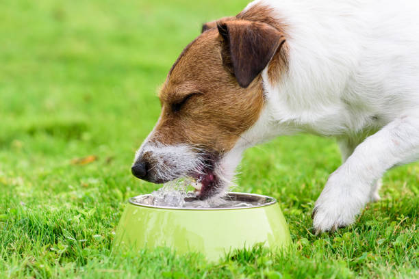 istock Dog lapping cold water drinks from doggy bowl at hot summer day 1006241384