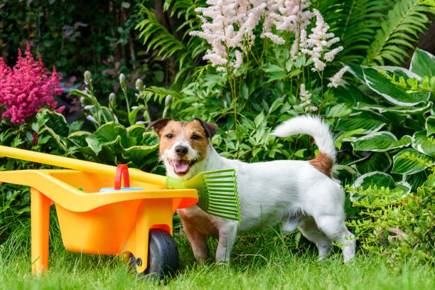 istock Happy friendly dog at backyard garden with children's toy tools 1006241386