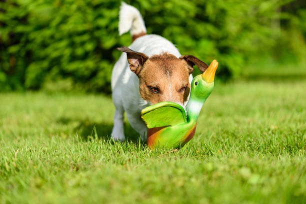 istock Dog training to fetch game with toy duck at backyard lawn 1006241396