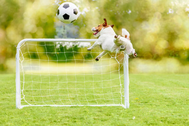 ミニ目標と遊び場で遊ぶフットボール (サッカー) ボールを引く犬をジャンプ - soccer man made material goal post grass ストックフォトと画像