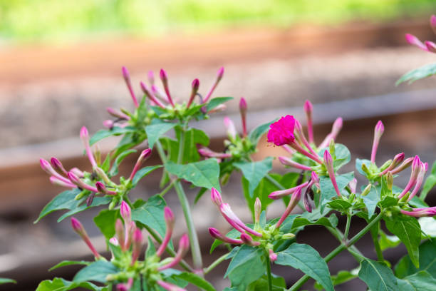 Mirabilis jalapa