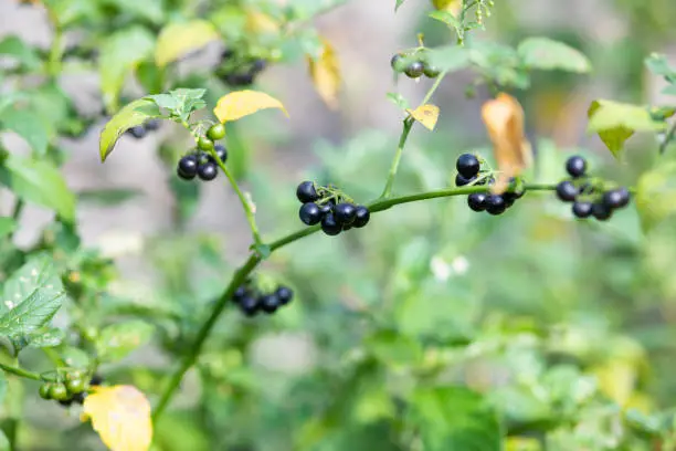 black berry of black nightshade