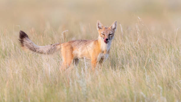 istock Swift Fox Licking Lips in Prairie Grass 1006244050