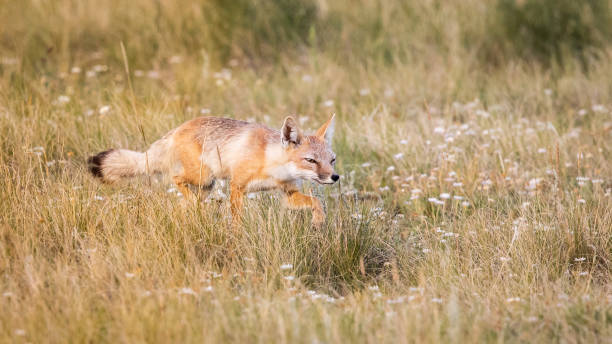 swift fox hunting stealthily sulle praterie - animal mammal outdoors red fox foto e immagini stock