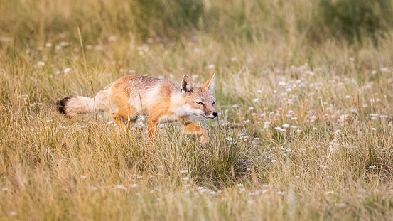 Swift Foxes, vulpes velox, in their natural habitat on prairies of western provinces