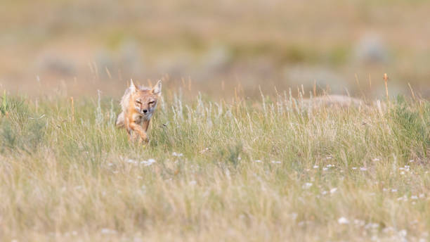 Swift Fox Hunting on the Prairies