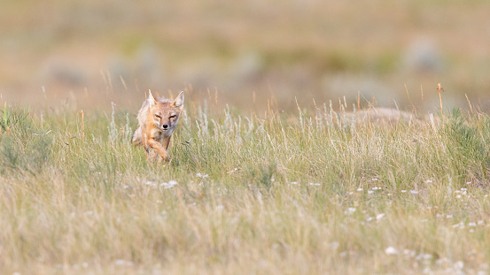 Intense gaze of hunting male fox, vulpes velox on the prairies