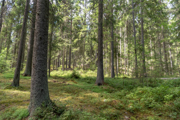 istock In the Swedish forest 1006247460