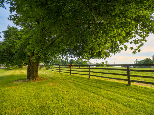 istock Horse farm ranch  landscape 1006252448