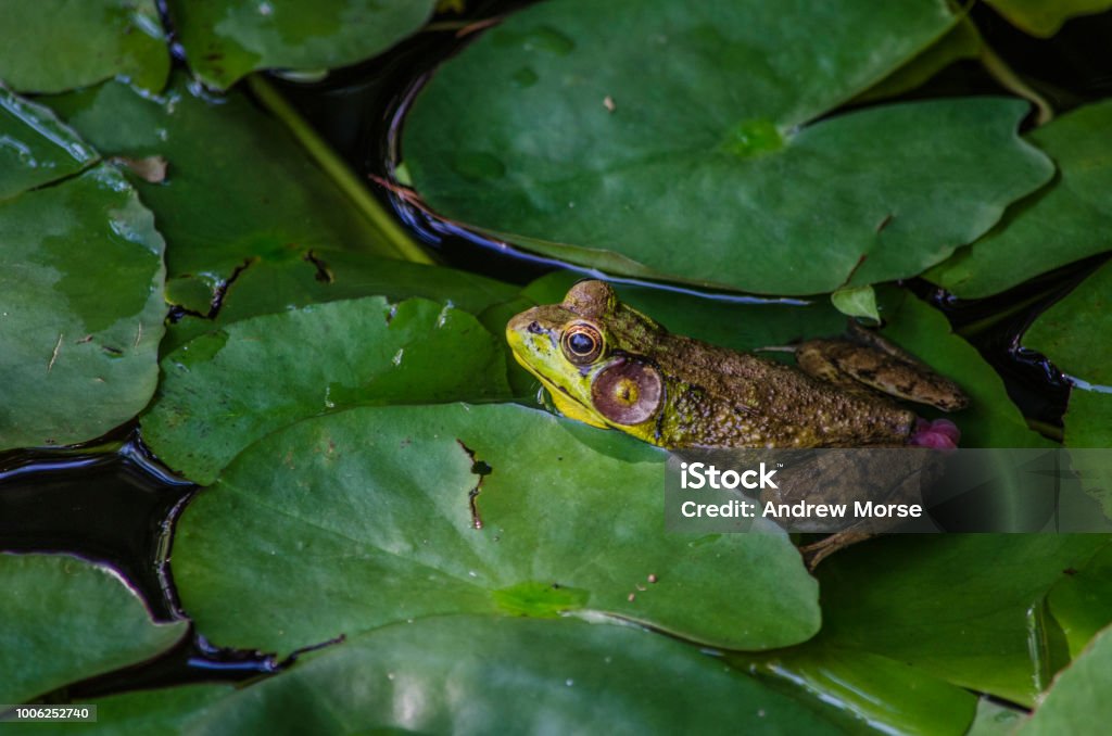 Frog - Lizenzfrei Amphibie Stock-Foto