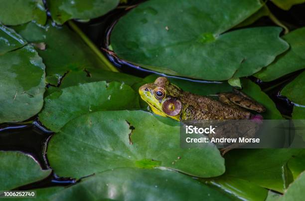 Frog Stockfoto und mehr Bilder von Amphibie - Amphibie, Fotografie, Frosch