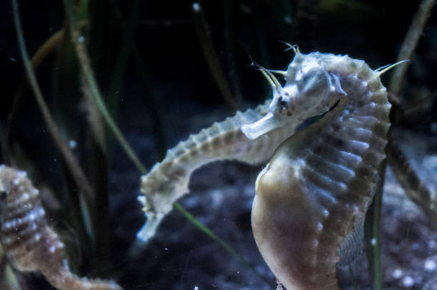 istock Hippocampus Sea horse 1006260438