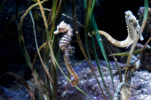 istock Hippocampus Sea Horse aquarium 1006260480