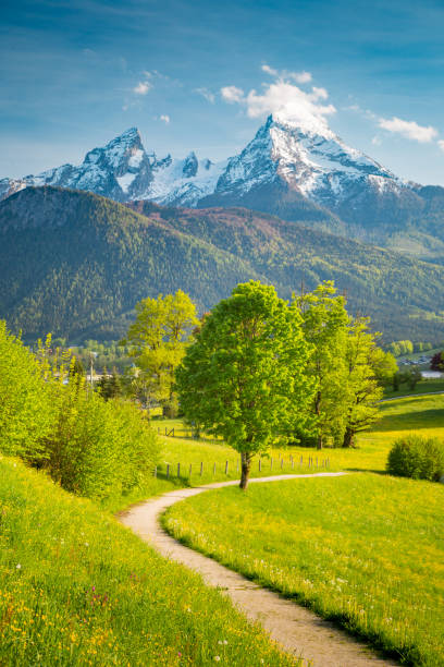 istock Idyllic mountain scenery in the Alps with blooming meadows in springtime 1006263258