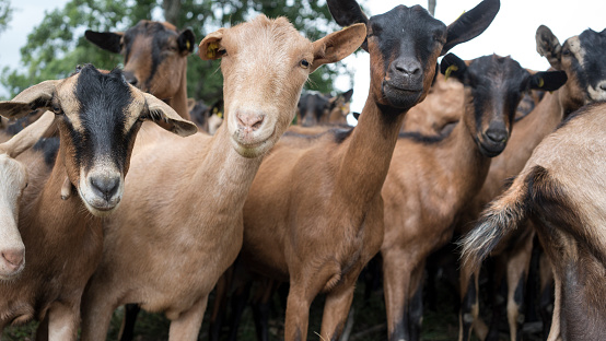 Goats peering into camera lens
