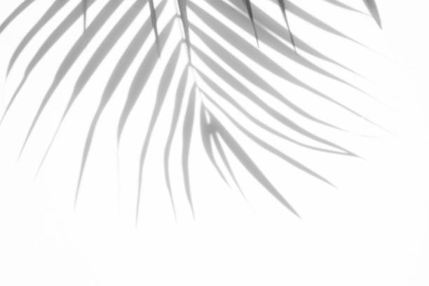 istock abstract background of shadows palm leaves on a white wall. White and Black 1006268664