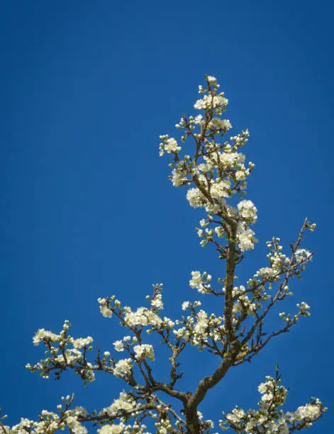 Apple-tree branch with flowers against the background of the sky