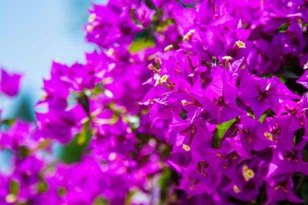 istock purple flowers background 1006273660