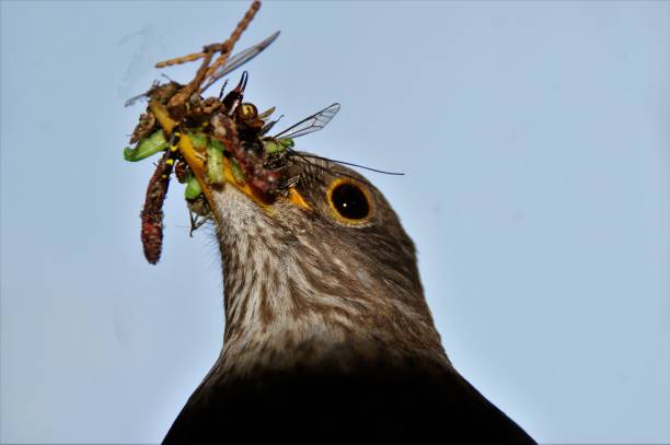 Mail blackbird with worms and insects in here beak to feed here chicks
