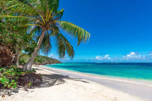 View of nice tropical beach with palm tree. Holiday and vacation concept.