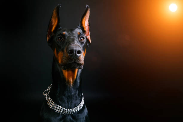 istock doberman pinscher close-up on a black background 1006276544