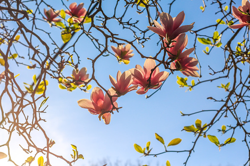 Stunning pink magnolia tree filled with colorful blooms against green leaves and a brilliant clear blue sky in the American south