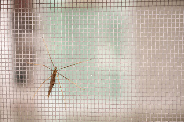 istock mosquito net wire screen on house window protection against insect 1006276786