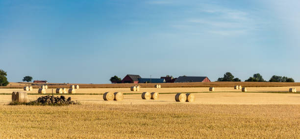 istock Hay Rolls in a farm field. Harvest concept. 1006281466