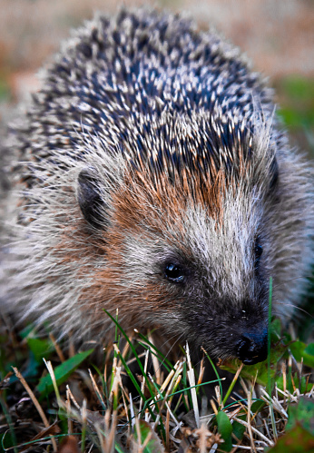 Hedgehog in the grass close-up. Stock photo.