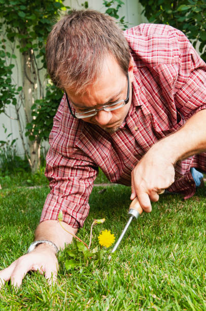 istock Man weeds dandelions in his backyard 1006285748