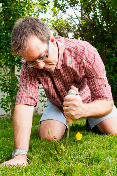 istock Man weeds dandelions in his backyard 1006285934