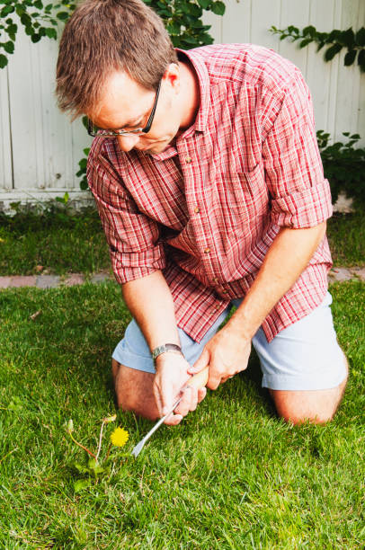 istock Man weeds dandelions in his backyard 1006285974