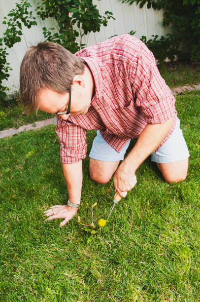 istock Man weeds dandelions in his backyard 1006286126