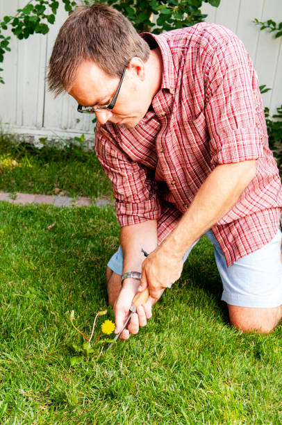 istock Man weeds dandelions in his backyard 1006286292