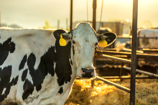 istock Holstein Cow in a Pen on a Milk Farm 1006289338