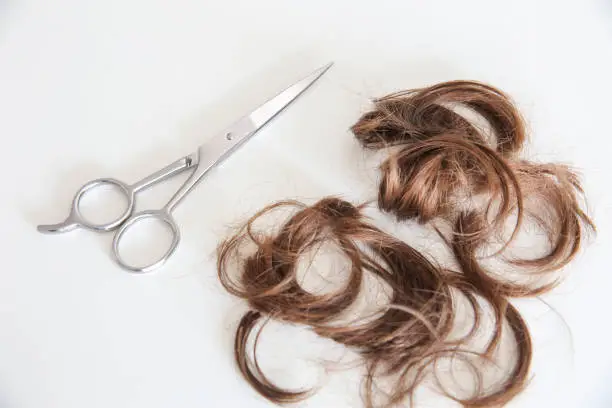 Photo of haircut scissor and locks of hair in a white background