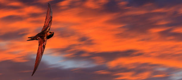 istock high-speed bird flying against a beautiful sky 1006294676