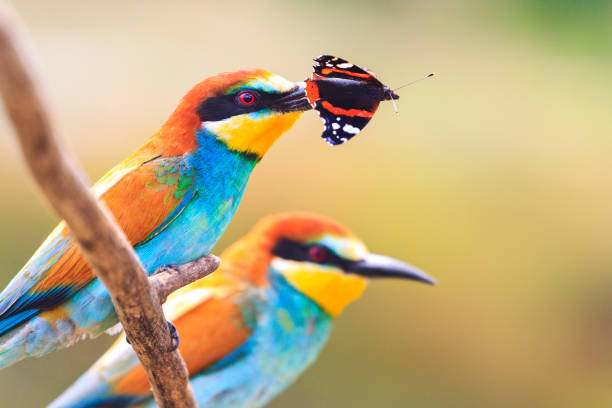 pair of exotic bird with a colored butterfly in the beak pair of exotic bird with a colored butterfly in the beak, wild nature puerto quetzal guatemala stock pictures, royalty-free photos & images