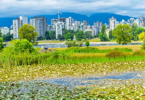 istock White Water Lilies Pond Vanier Park Vancouver British Columbia Canada 1006298016