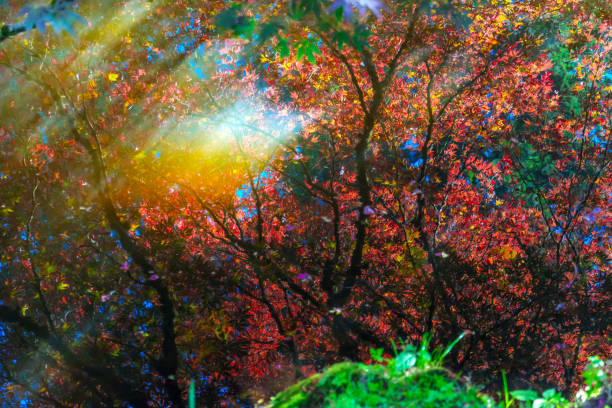 istock Red Orange Japanese Maple Trees Reflection Abstract Van Dusen Garden Vancouver Canada 1006298056