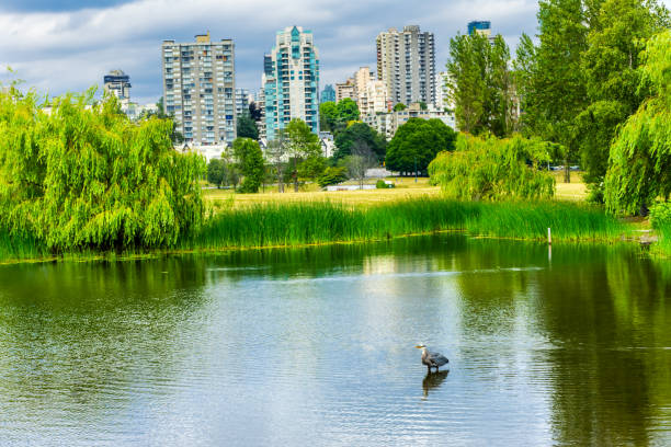 istock Vancouver Great Blue Heron Pond Vanier Park British Columbia Canada 1006307370
