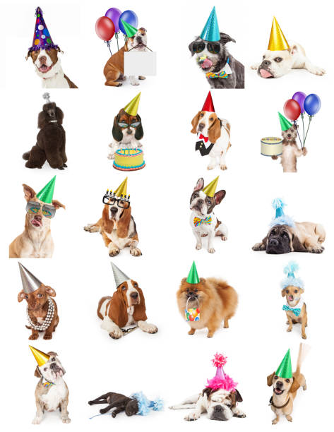 коллекция фотографий день рождения собаки - party hat hat variation isolated стоковые фото и изображения