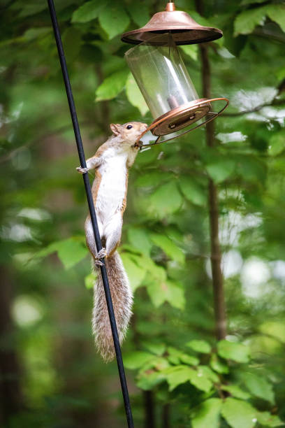 istock Pesky Squirrel Stealing Bird Food 1006319644